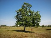 Damhirsche unter einem Baum von Martijn Tilroe Miniaturansicht