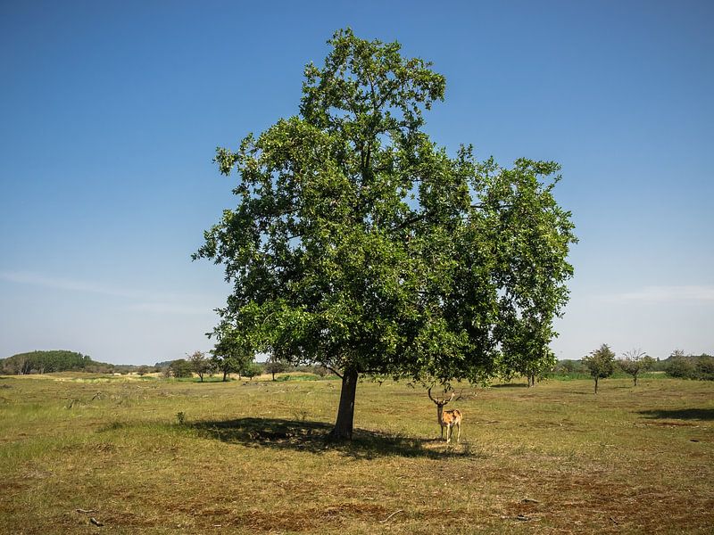 Damhert onder en boom van Martijn Tilroe