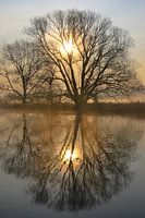 Trees on the Ruhr 2