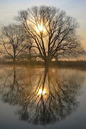 Bäume an der Ruhr 2