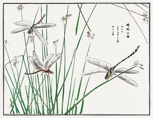 Morimoto Toko - Libellules II