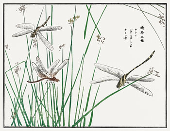 Morimoto Toko - Dragonflies II