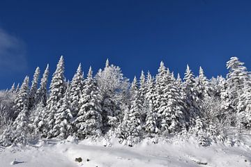 Een ijzig bos na de storm van Claude Laprise