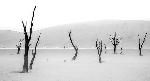 De laatste rustplaats van bomen