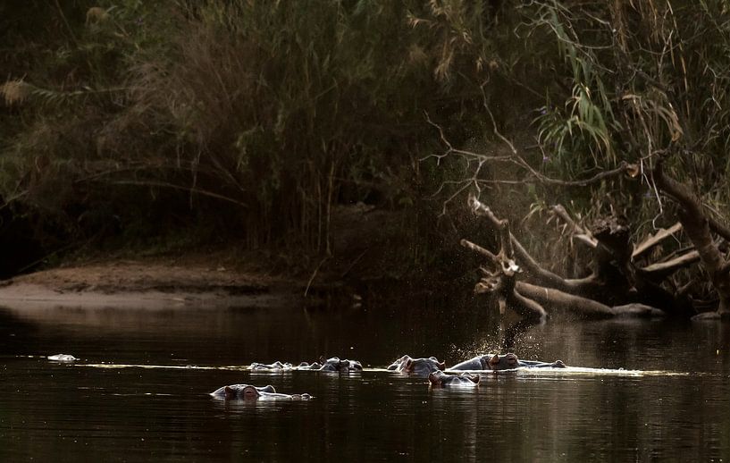 Hippo's 1 by Rob Smit
