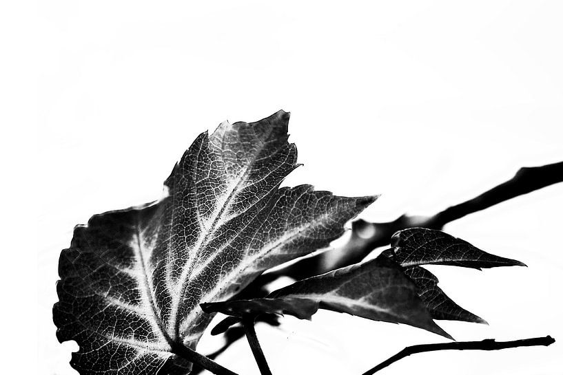 LEAVES MONOCHROM v6a by Pia Schneider