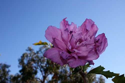 Roos in eindzomer