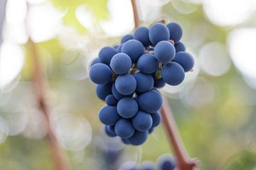 Blue grapes by Laura Vollering