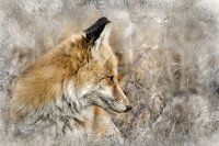 Red Fox Wall Art