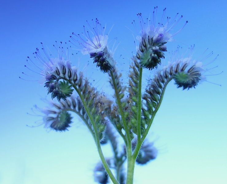 spring blue by Pieter Heymeijer