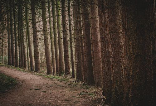 De weg tussen de bomen.