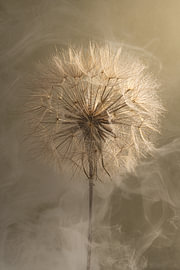 Une force fragile - Lumière et fumée autour d’un Tragopogon sur Marjolijn van den Berg
