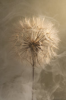 Une force fragile - Lumière et fumée autour d’un Tragopogon
