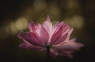 Pink flower beauty dark & moody van Sandra Hazes thumbnail