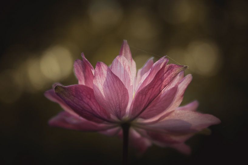 Pink flower beauty dark & moody van Sandra Hazes