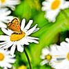 een vlinder op een margrietbloem van Werner Lehmann