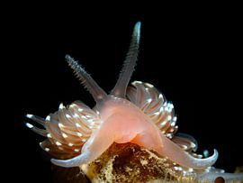 Lesser spotted snail portrait 2 by René Weterings