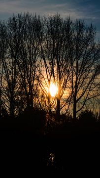 Herfstzon door de bomen