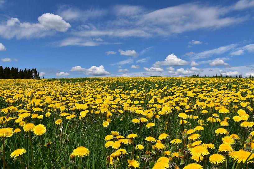 A dandelion flower field by Claude Laprise