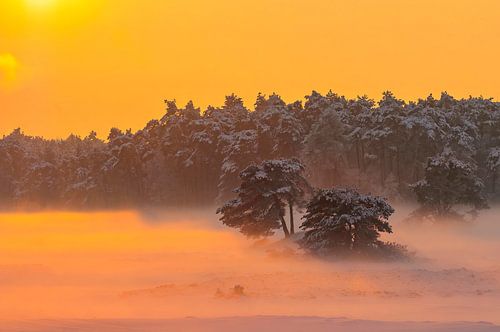 Winterlandschap in het Hulshorsterzand stuifduingebied