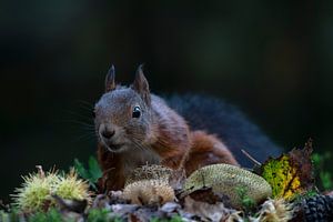 Eichhörnchen in einem herbstlichen Wald.