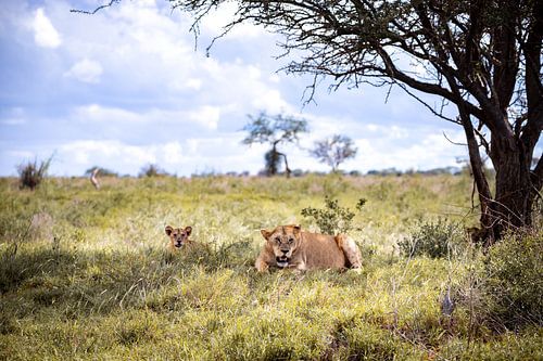 Leeuw familie in de savanne van Kenia, Afrika