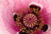 Mohnblume