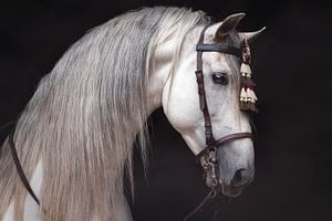 Etalon blanc | cheval espagnol | photographie de cheval