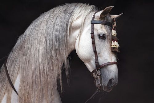 Witte hengst | Spaans paard | horsephotography