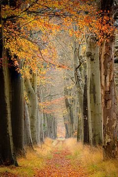 De laatse herfstkleuren van Mark van der Walle