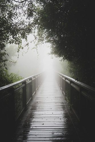 pad door de mist