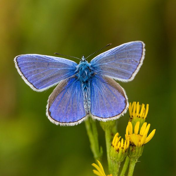 Die schönste Common Blue auf Ihrer Wand ... von Hans Brinkel