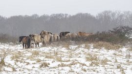 Konik-Pferde von Dirk van Egmond