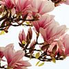 Magnolia von Mrs van Aalst