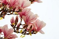 Magnolia van Mrs van Aalst thumbnail