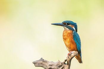 Martin-pêcheur alcedo atthis assis sur une branche