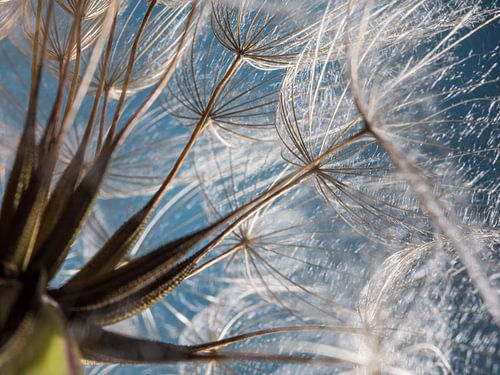 Pluisjes in het licht