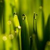 Waterdruppels op groene grassprieten van Paul Wendels