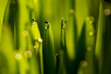 Waterdruppels op groene grassprieten van Paul Wendels