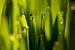 Waterdruppels op groene grassprieten van Paul Wendels