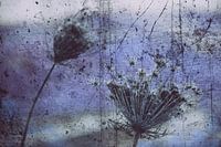FLOODPLAIN - SEED STAND