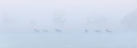 Les chevaux Konik dans le brouillard par une belle matinée de printemps brumeuse dans le parc nation par Bas Meelker Aperçu