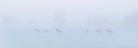 Konik horses in the fog on a beautiful foggy spring morning in the national park Lauwersmeer