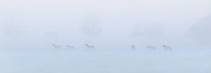Konik-Pferde im Nebel an einem schönen nebligen Frühlingsmorgen im Nationalpark Lauwersmeer