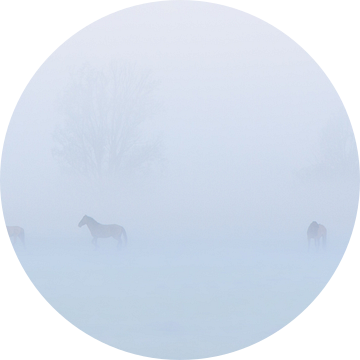 Konikpaarden in de mist op een mooie mistige lente ochtend in het nationaal park Lauwersmeer van Bas Meelker