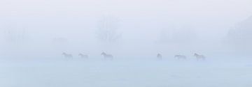 Konikpaarden in de mist op een mooie mistige lente ochtend in het nationaal park Lauwersmeer