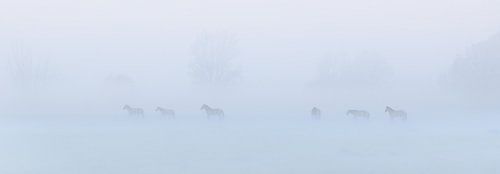 Konikpaarden in de mist op een mooie mistige lente ochtend in het nationaal park Lauwersmeer