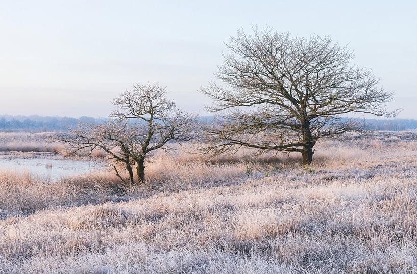 Naturschutzgebiet Nationalpark Dwingelderveld (Drenthe) - Niederlande von Marcel Kerdijk