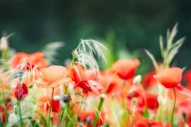 A field full of poppies