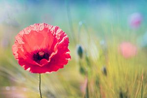 Des coquelicots dans un champ de fleurs
